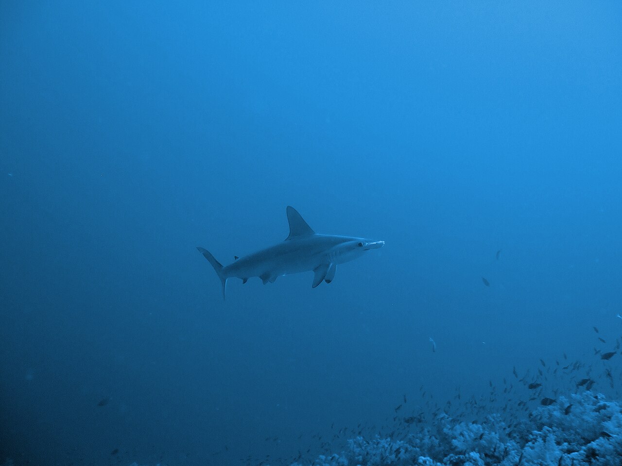 The reef sharks