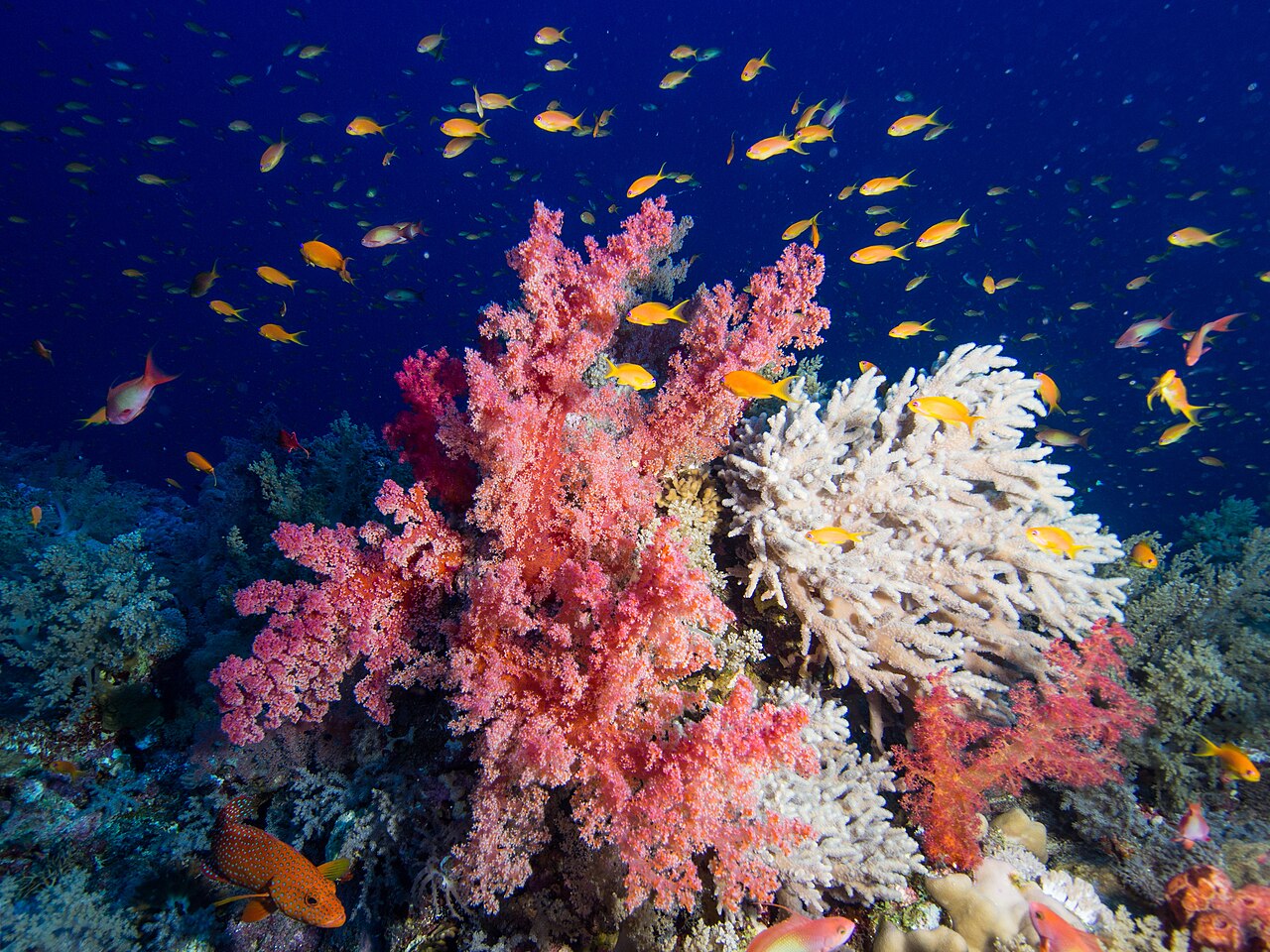 Elphinstone Reef: diving, sharks and trips from Marsa Alam (not Hurghada)