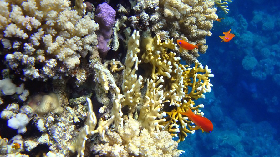 Sharm el-Naga: snorkelling, reef and day trip from Hurghada