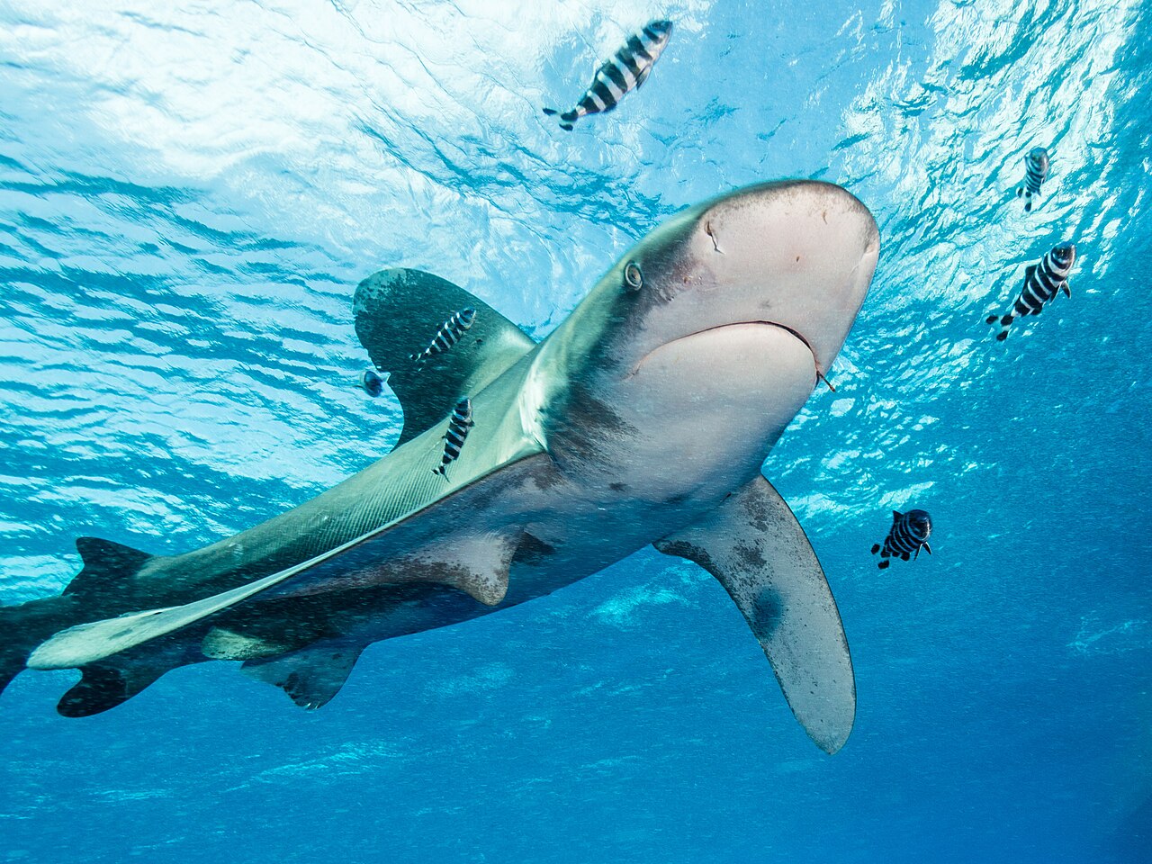 Sharks in Hurghada: is it dangerous to swim and snorkel?