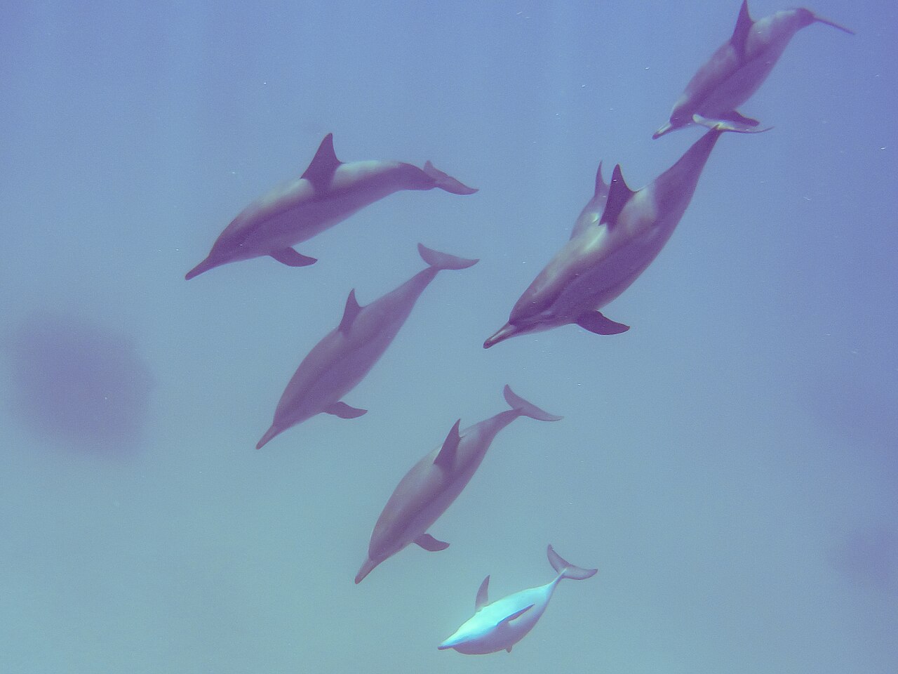 Samadai (Dolphin House) at Marsa Alam: dolphin snorkelling trip, price, duration and rules